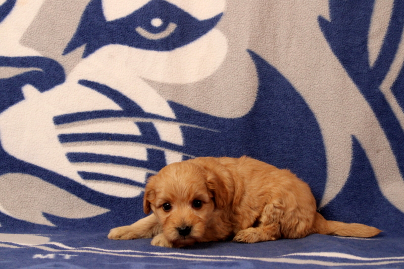 puppy, for, sale, Mini  Goldendoodle, Matthew B. Stoltzfus, dog, breeder, Gap, PA, dog-breeder, puppy-for-sale, forsale, nearby, find, puppyfind, locator, puppylocator, aca